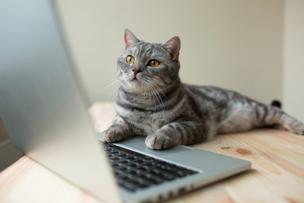 Bedminster Cat Sitting